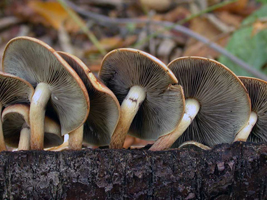 Naematoloma sublateritium, view from below shows a young cap at the left with the fibrous partial veil hiding the gills. Two other mushrooms show fibers at cap margins and no ring on the stalk.